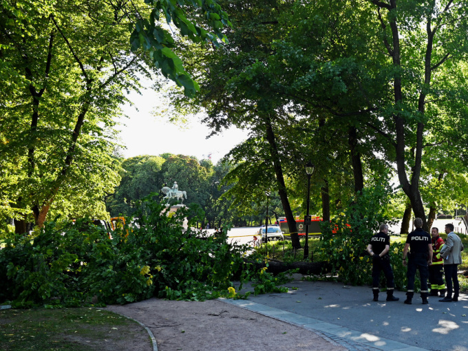 To trær har falt i kastevindene i dag. Foto: Sven Gj. Gjeruldsen, Det kongelige hoff